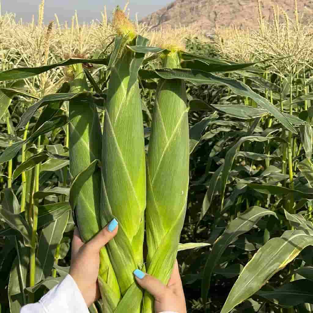 تصویر 4 از کنسرو ذرت ملاپینا مکمل خوش طعم انواع غذا